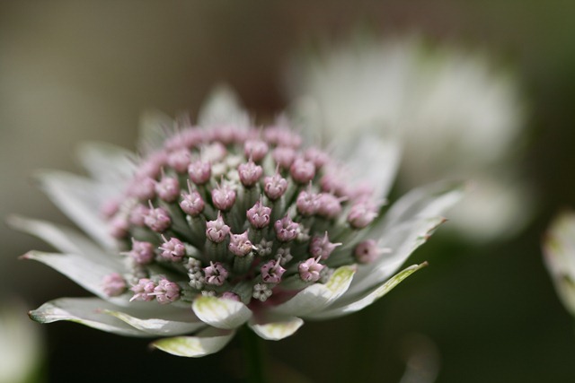 06 - June - Astrantia